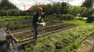 How To Dig In A Green Manure Crop Make A Codling Moth Trap And Prune A Feijoa Tree [upl. by Laehcim203]