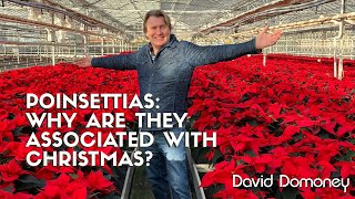 Why Poinsettias Are Associated With Christmas christmas [upl. by Eserrehs588]