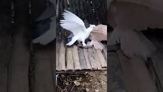 Bewofa hai tu lofi pigeon pigeon  pigeon video kabutar video 10mliek [upl. by Takeo]