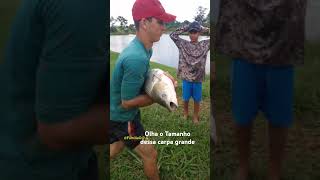 fazendo pescado em Rondônia [upl. by Rupert]