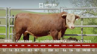 Lote 3 Toro astado PI RP 571 [upl. by Calen]