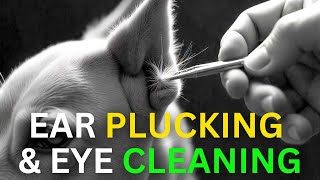 TEAR stains and ear plucking tips and tricks for a healthier dog [upl. by Anailuj]