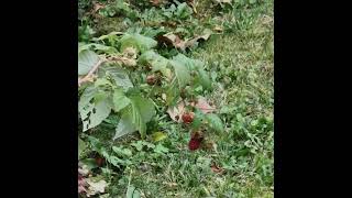 20 Sekunden herbst 20 seconds of autumn nature naturelovers pflanzen plants shorts video [upl. by Siclari299]