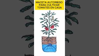 🍅 Maceta AUTORIEGO para CULTIVAR TOMATES en CASA FÁCIL TOMATE cultivoencasa [upl. by Aicilic]