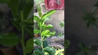 lime kaffirlime satisfyingvideos shorts garden satisfying shortvideo short plants rural [upl. by Fugere857]