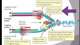 AS level F3 DNA replication Ms Cooper [upl. by Liahkim970]