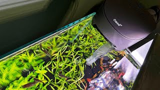 BEST CHEAP AQUARIUM FILTER WITH INLINE CO2 AND HEATING [upl. by Aikemehs]