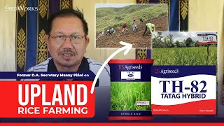 Former DA Secretary Manny Piñol on Upland Rice Farming using the TH82 TATAG Hybrid of SeedWorks [upl. by Jari]