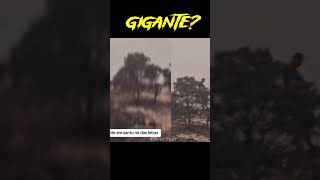 ISSO SERIA UM GIGANTE EM MINAS GERAIS youtubeshorts sinistros assombroso fantasmas [upl. by Glen]