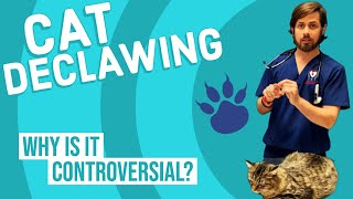 Should You Declaw Your Cat [upl. by Ettenor]