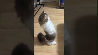 Kucing random cat kucinglucuiimut pets funny animals fyp [upl. by Nalahs742]