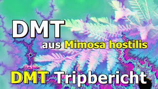 DMT aus MIMOSA HOSTILISquot 🌌 DMT – Eure Berichte [upl. by Eicats845]