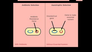 Selectable Markers for Synthetic Biology [upl. by Ailongam]