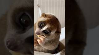 introducing the slow loris shorts [upl. by Xanthe]