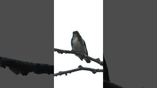 Bird call  Baby scarlet backed flowerpecker calling parent [upl. by Nylecaj]