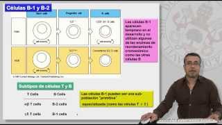88 MECANISMOS DE GENERACIÓN DE LA DIVERSIDAD DE LINFOCITOS T Y B [upl. by Leverick]