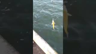 Chascomus chascomus chascomús fishing viralvideo viral pesca laguna [upl. by Randy261]