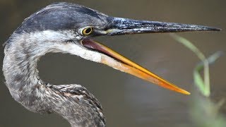 Great blue heron bird opening beak  mouth wide  call sound [upl. by Richie757]