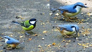 Cute birds  Eurasian Nuthatch and Great Tit Song [upl. by Eiahpets]