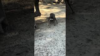 Pelea de ciervos en Nara Park deer ciervos narapark japan japon japonvlog japanvlog anime [upl. by Palma]