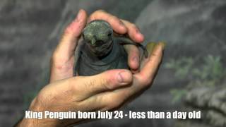 King Penguin Hatched Today  Cincinnati Zoo [upl. by Annaliese596]