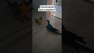 arara falando periquito parrot ave passarinho birds ring pets cockatiel passarinhos bird [upl. by Ydok252]