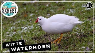 Een witte waterhoen  Zelf Geschoten  Vroege Vogels [upl. by Ellatsyrc]