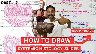 systemic histology how to draw histology slides  All systemic histology slide identification tricks [upl. by Izy]