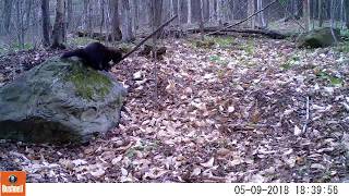 Fisher Cat Amusement Park [upl. by Roger357]