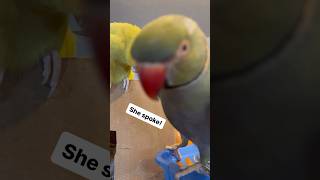 Beaker gets Tink to speak talkingbird parrot talkingparrot cuteanimals funnyanimals [upl. by Niuq]