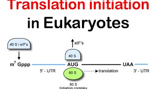 Eukaryotic transcription Animation [upl. by Mailli659]