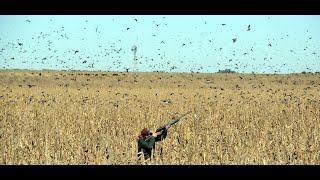 Best Amazing compilation pigeon hunting shots [upl. by Sitrik]