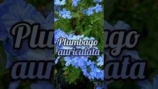 Plumbago auriculata [upl. by Oswald815]