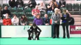 2016 Crufts  Jenny Lunn Dog Champs amp Jodi Lunn Bitch Champs  video by Graeme MacGregor [upl. by Aneeres]