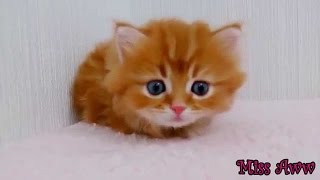 Grappige Dieren VideoS Voor Kinderen Schattig Kitten Grappige Kat VideoS Youtube Grappige Dieren [upl. by Dowd778]