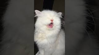 BLINK TOOTHLESS CAT SAYS MEWO  AMAZING  viralvideo cat fyp viralvideo viralshort reels [upl. by Allit638]