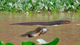 Quando a anaconda ataca o peixe elétrico veja o que acontece [upl. by Eva]