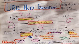 Uric Acid Synthesis Purines Metabolism [upl. by Gwyn]