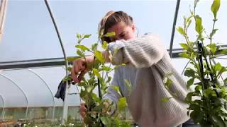 Plumbago cutting back  Spring Tip [upl. by Kalman]