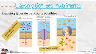 Labsorption des nutriments à travers lentérocyte [upl. by Martinelli]