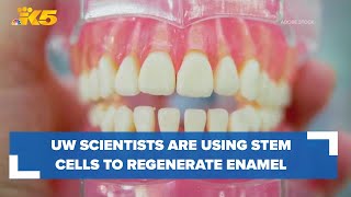 How University of Washington scientists use stem cells to regenerate tooth enamel [upl. by Karl]