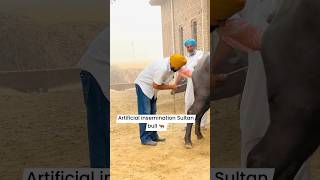 Artificial insemination Sultan Bull 🐂💞 rapitar Buffalo treatment Done 🐃 dairyartificia [upl. by Melliw930]