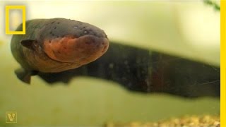 It’s True Electric Eels Can Leap From the Water to Attack  National Geographic [upl. by Ordnagela665]