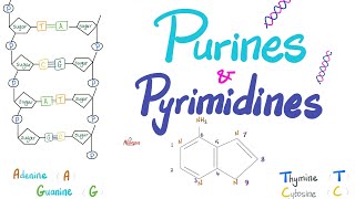 Purines Pyrimidines Nucleotides Nucleosides DNA RNA Denaturation amp Annealing [upl. by Konyn]