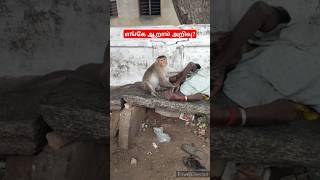 ஒருவழியா காப்பாத்தியாச்சுSnake🔥RatsnakeFriendAgriculturehelpAyyappaSabarimalaiChennaiflood⚡ [upl. by Tena]