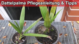 Dattelpalme pflegen  Pflege Tipps  Standort  Palme im Winter richtig überwintern – Anleitung [upl. by Lerred702]