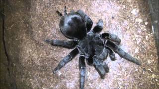 Grammostola pulchra mating [upl. by Kahn396]