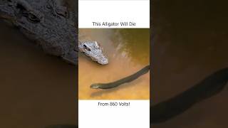 This Alligator Will Die From 860 Volts [upl. by Dranoc]