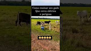 COMENTE 🤠 😱🔥😅 farm fazenda boiada agro foconobo farm [upl. by Athiste]