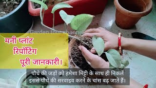 मनी प्लांट की रीपॉटिंग पुरी जानकारी ॥ Money plant pothos repotting complete process ॥ [upl. by Yllus]